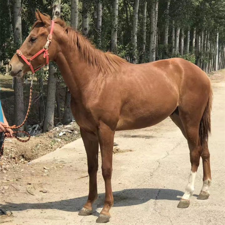 0成交0匹婚庆马选蒙古马伊犁马三河马半血马半血马都可以马匹5￥7146.