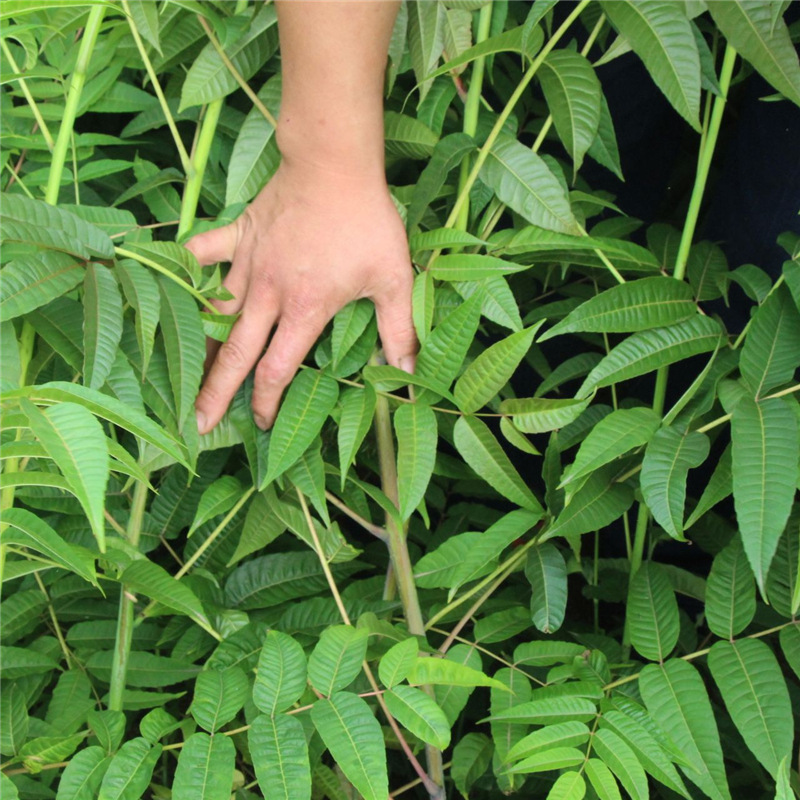 山东红油香椿苗基地口感纯正矮化香椿苗高产高收益易管理红香椿苗