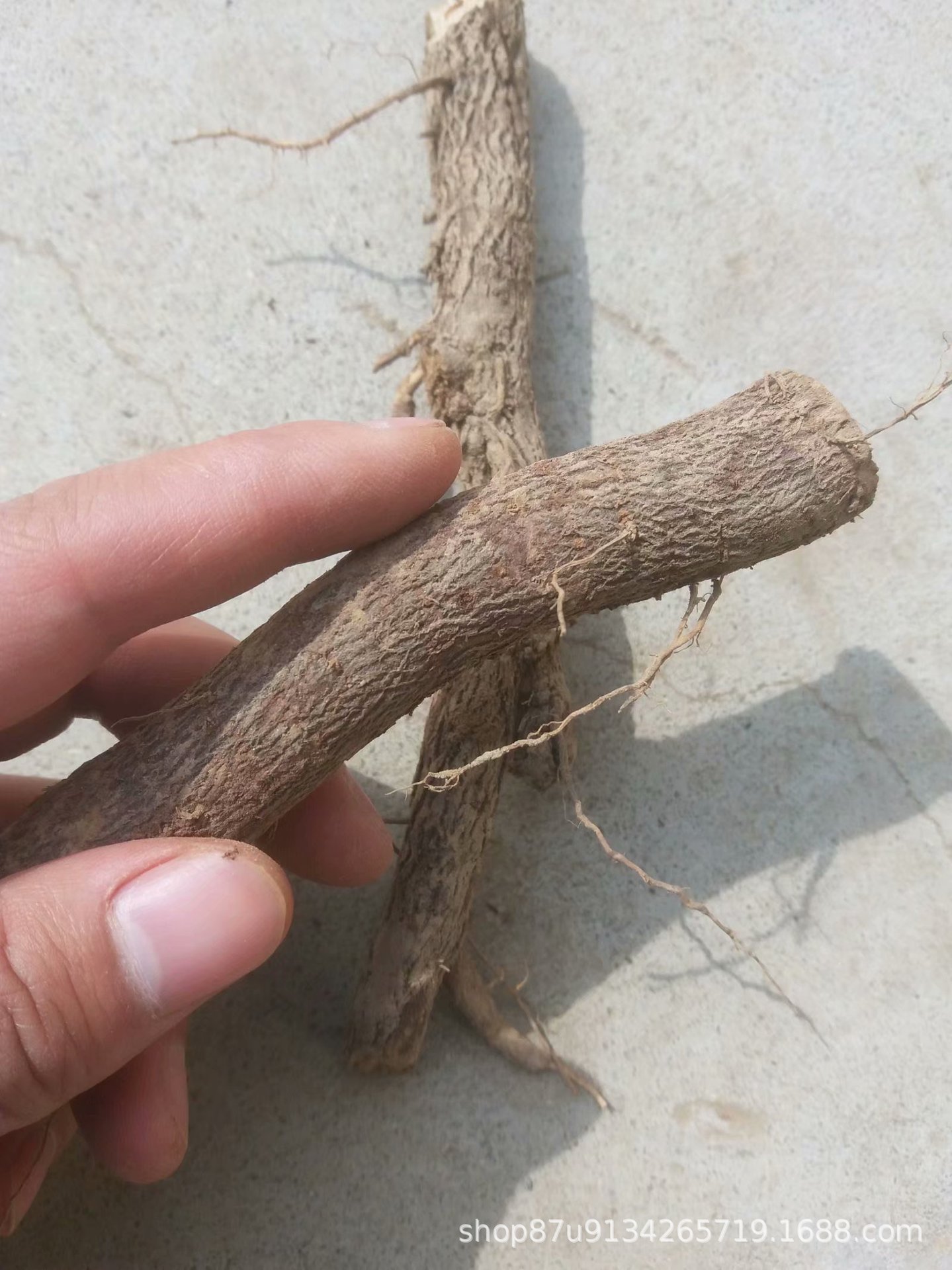 桐树种根 现挖现卖 快速发货泡桐树种根 泡桐苗根