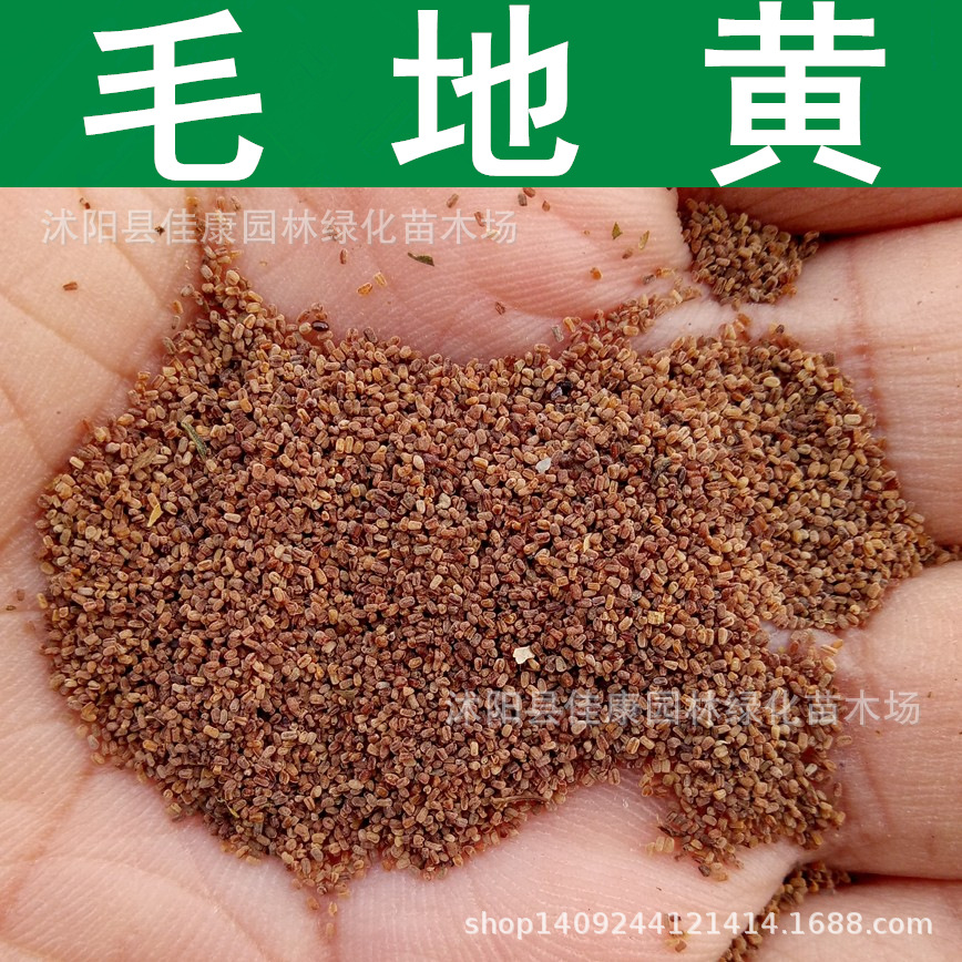 毛地黄种子 自由钟 洋地黄种子 指顶花 吊钟花种子 1件=1斤