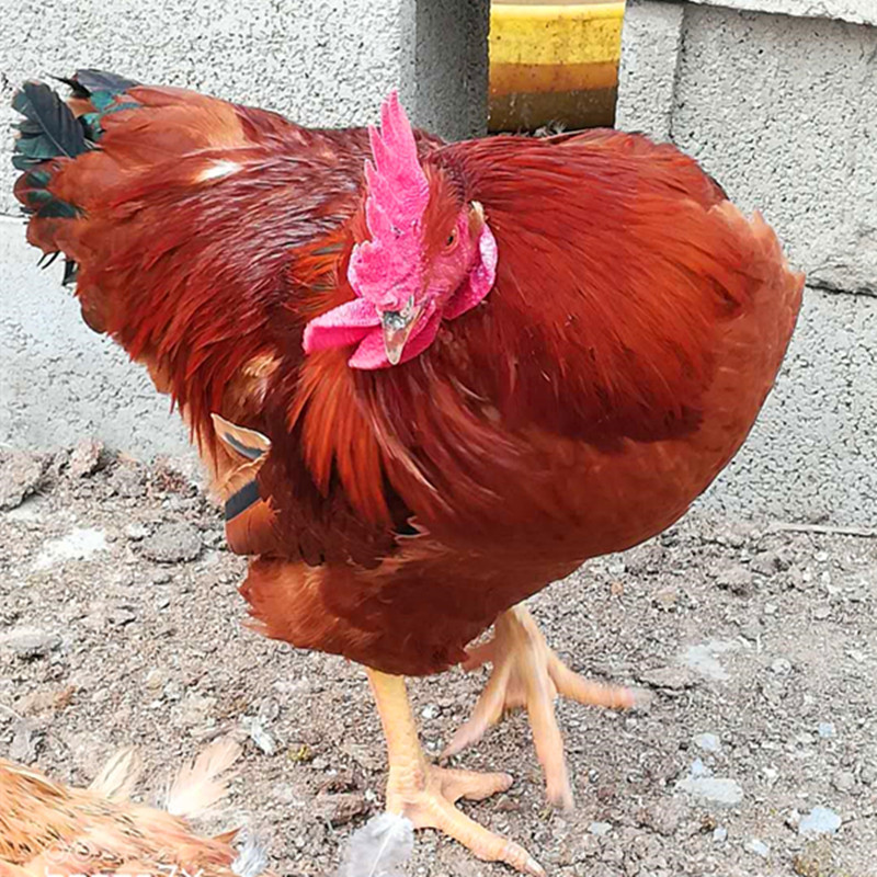 湖北许昌抗病强的红玉鸡苗受精红玉种蛋 大红公鸡种蛋哪里有卖的