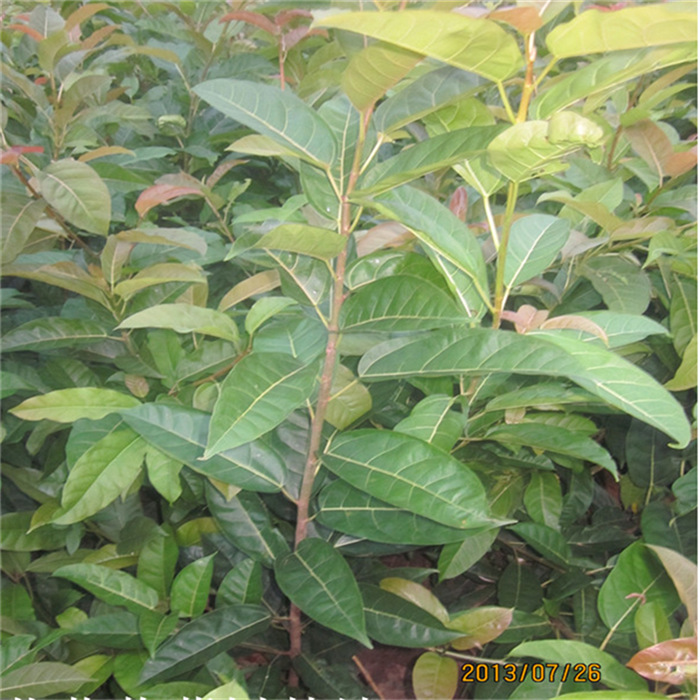 基地批发黄桷树幼苗 别墅庭院遮荫树苗 行道绿化植物园林苗木