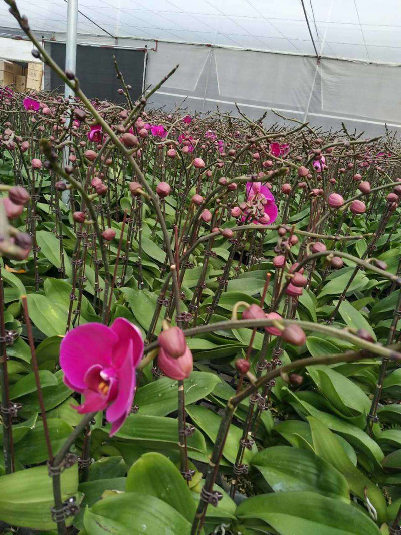 【基地直销】室内观花高档年花 花卉小盆栽绿植 蝴蝶兰大辣椒