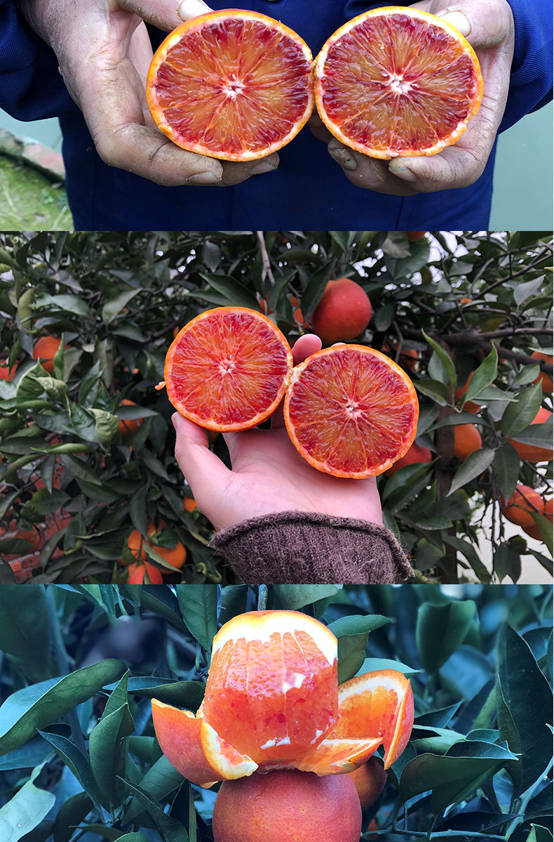 现货四川资中塔罗科香甜血橙非中华红血橙新鲜水果 一件代发