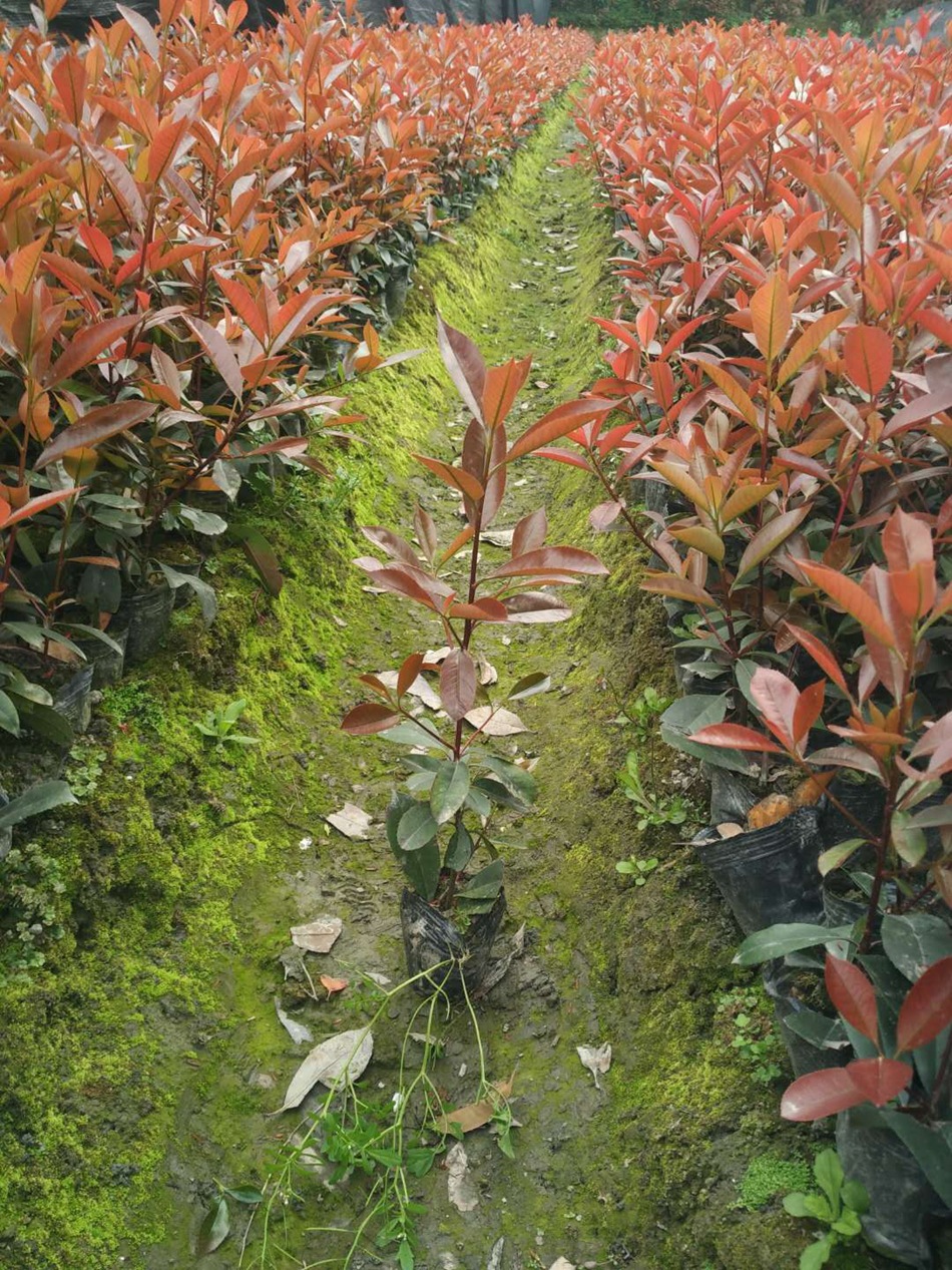 红叶石楠杯苗袋苗火焰红酸叶石楠工程绿化苗木花木地被植物