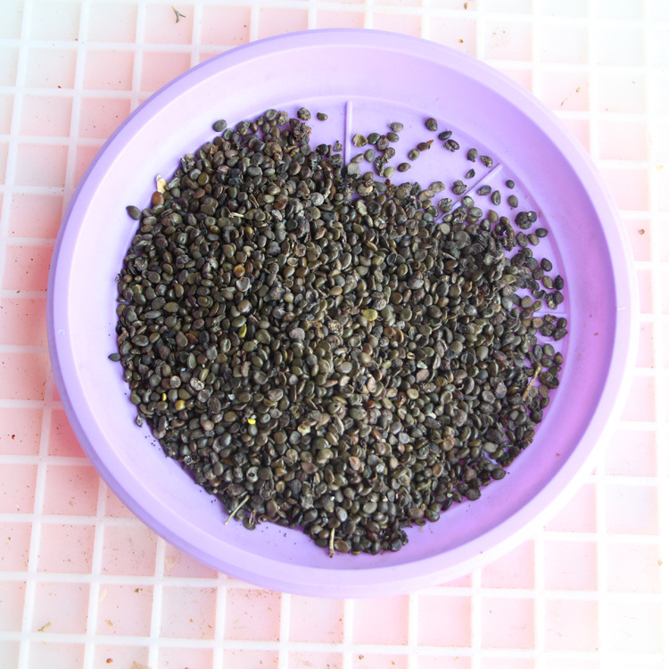 批发黄槐种子 黄花槐种子 当年新采 发芽率高 种子 基地发货