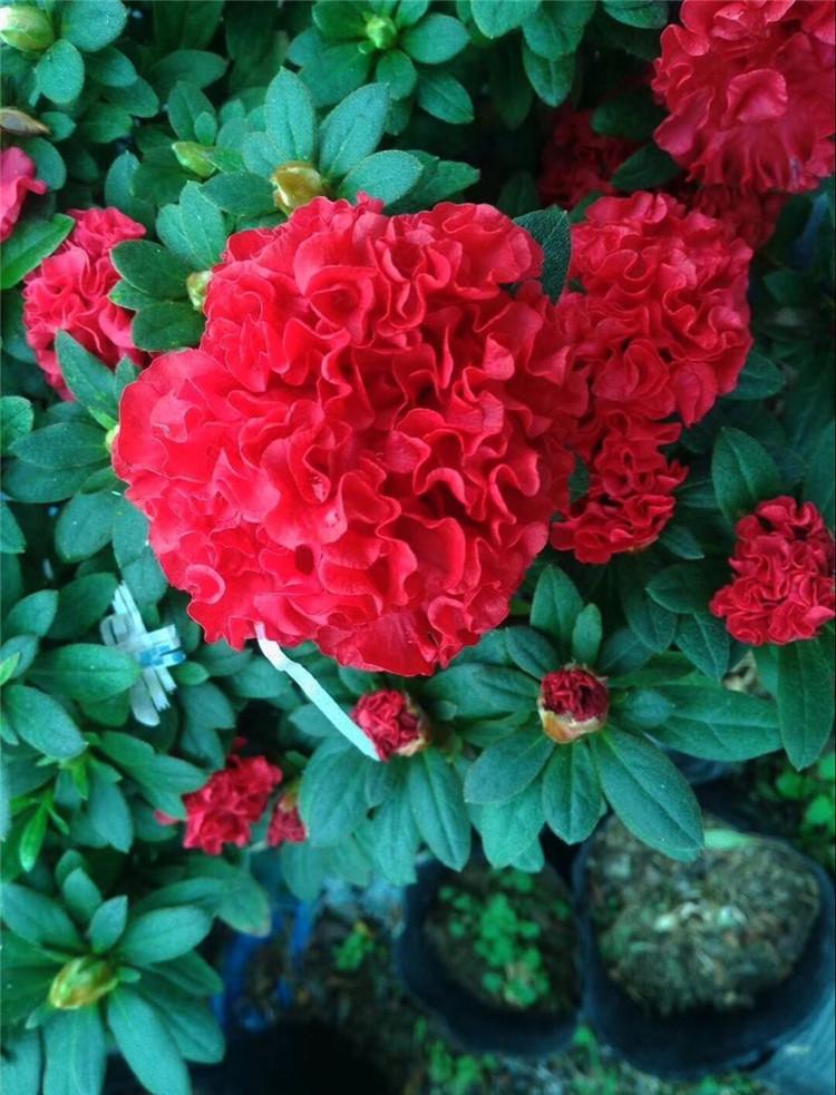 红色杜鹃花 鸡冠杜鹃花18-20杯二三十公分冠幅