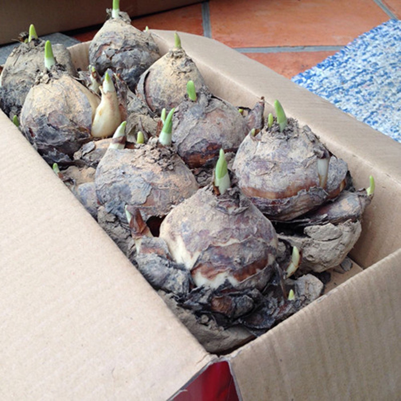 水仙花种球批发 室内桌面绿植盆栽观花植物 水培花卉水仙花大种球