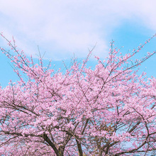 正宗日本樱花苗樱花树苗木嫁接庭院盆栽花卉植物晚樱重瓣当年开花