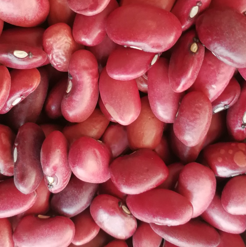 出口级小红芸豆机选红芸豆手选小红芸豆方红芸豆短红芸豆