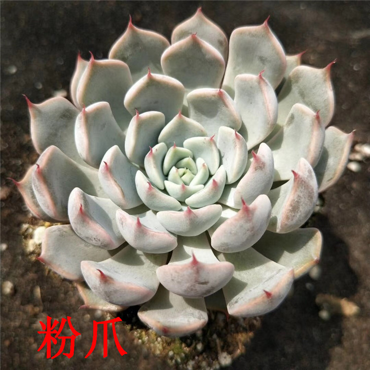 063多肉植物基地批发粉爪单头7cm盆多肉品种品相裸根发