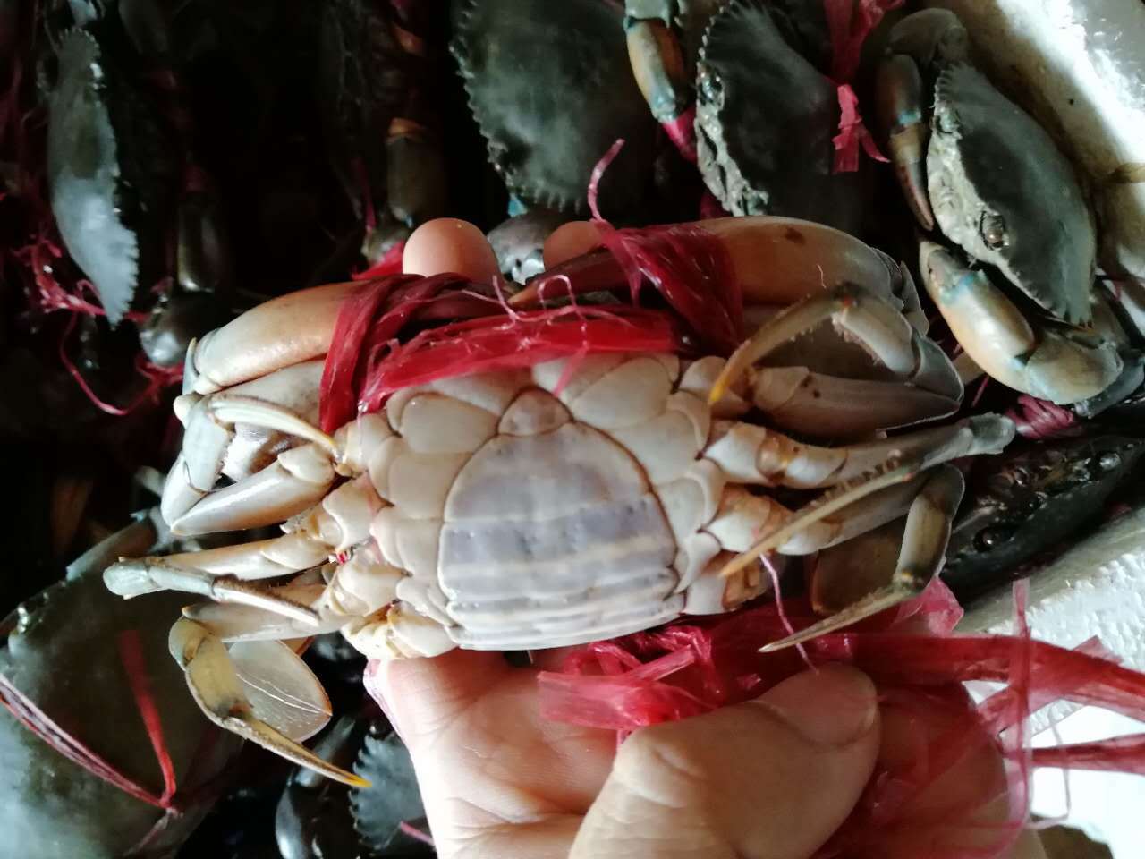 e货80克缅甸孟加拉蟹肉蟹青蟹顺丰发货包活包邮 量小也享受批发价