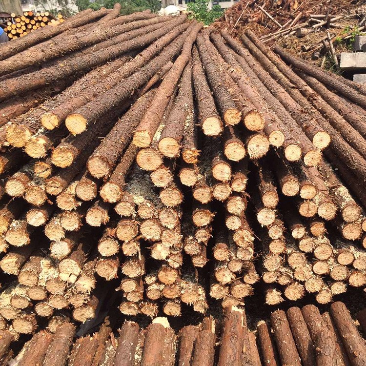 大量批发各种规格杉木绿化支撑杆 打桩木 原木