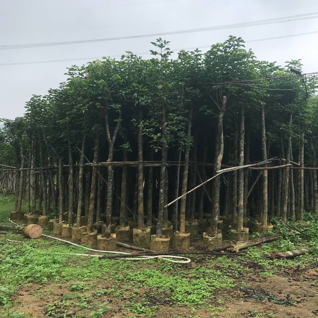 秋枫树10分 绿化苗木秋枫苗 秋枫假植苗 重阳木自家袋装大量供