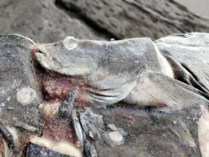 黑鳕鱼头 鱼头 黑鳕鱼 阿拉斯加黑鳕鱼头