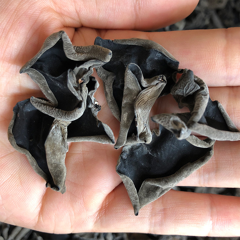 东北黑木耳干货长白山特产野生椴木秋耳散装500g包邮批发1.5-1.