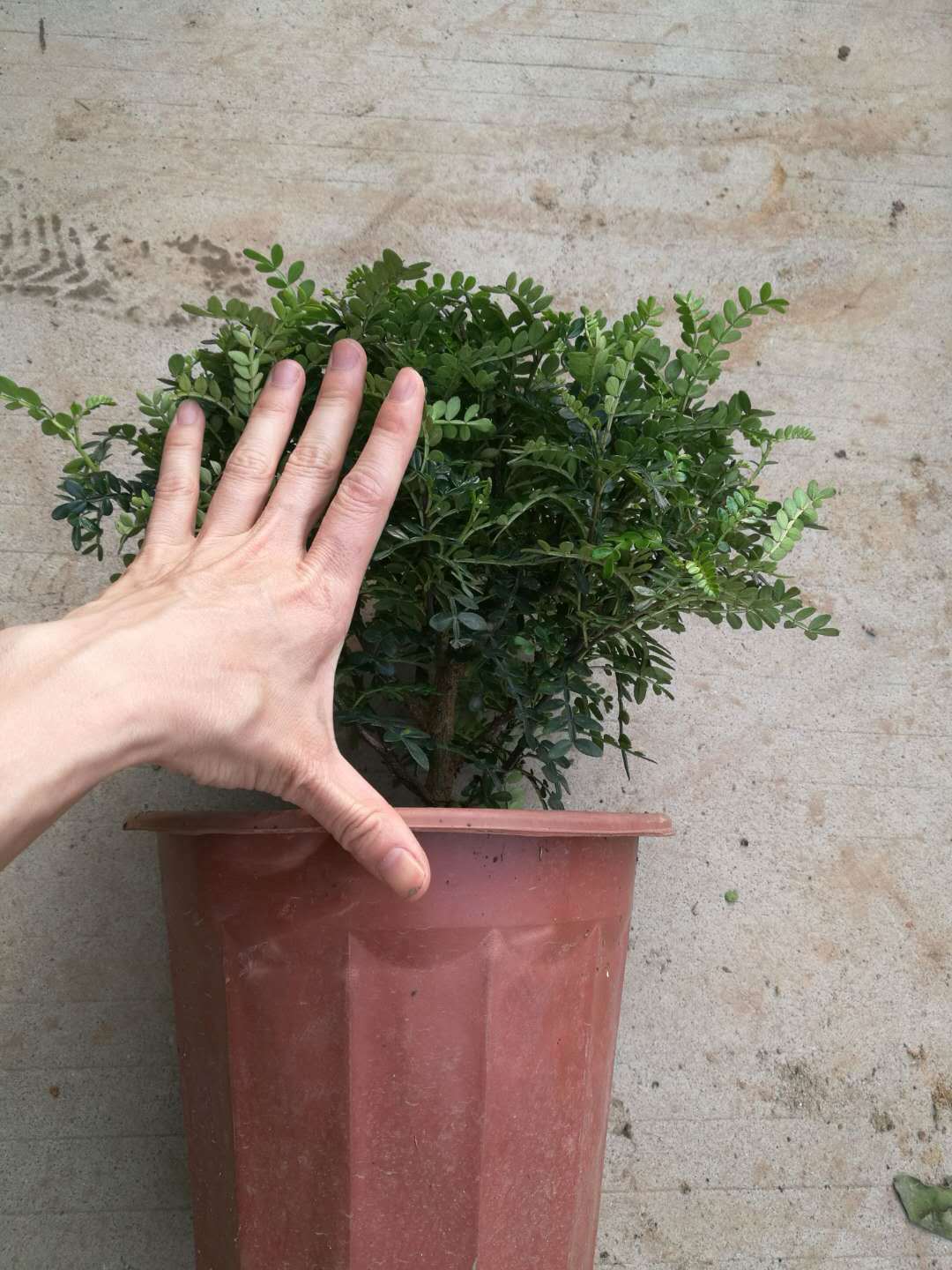 【基地直供】四季常青绿植造型盆景 250清香木 提神绿化空气盆景