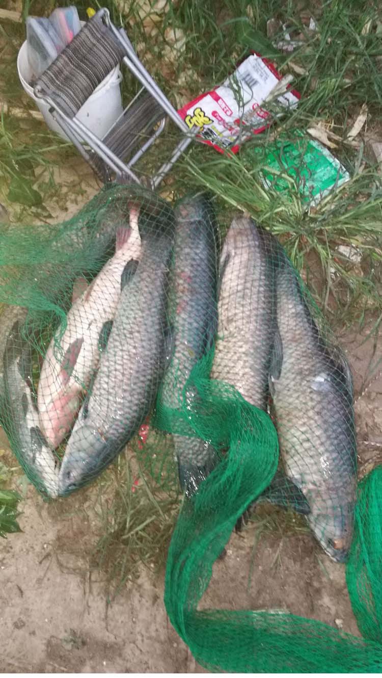 青鱼泡螺诱钓鱼小箹黑鲩鱼饵料诱食剂螺蛳青鱼小药打窝料配方用品