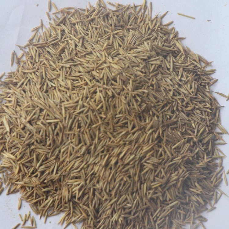冰草种子 别名野麦子,扁穗冰草,羽状小麦草 暖季型草坪牧草种子