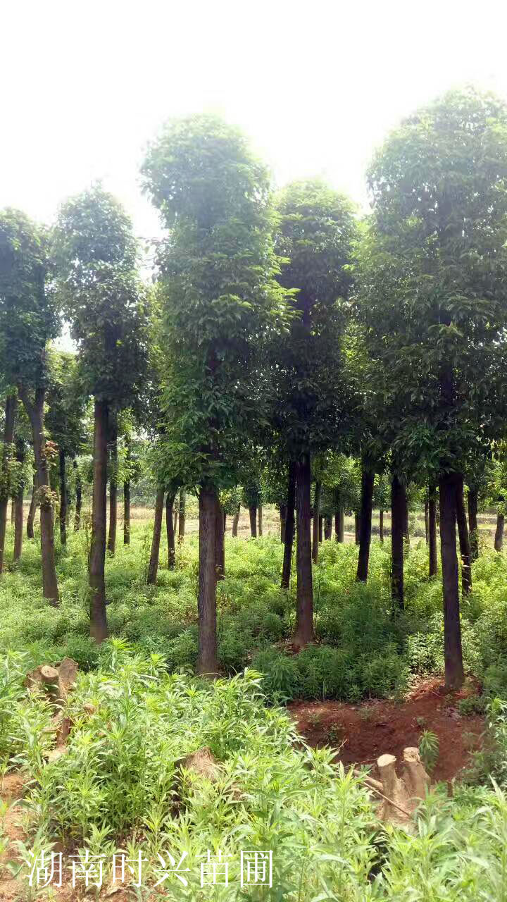 小叶香樟树图片(小叶香樟和大叶香樟哪个贵)