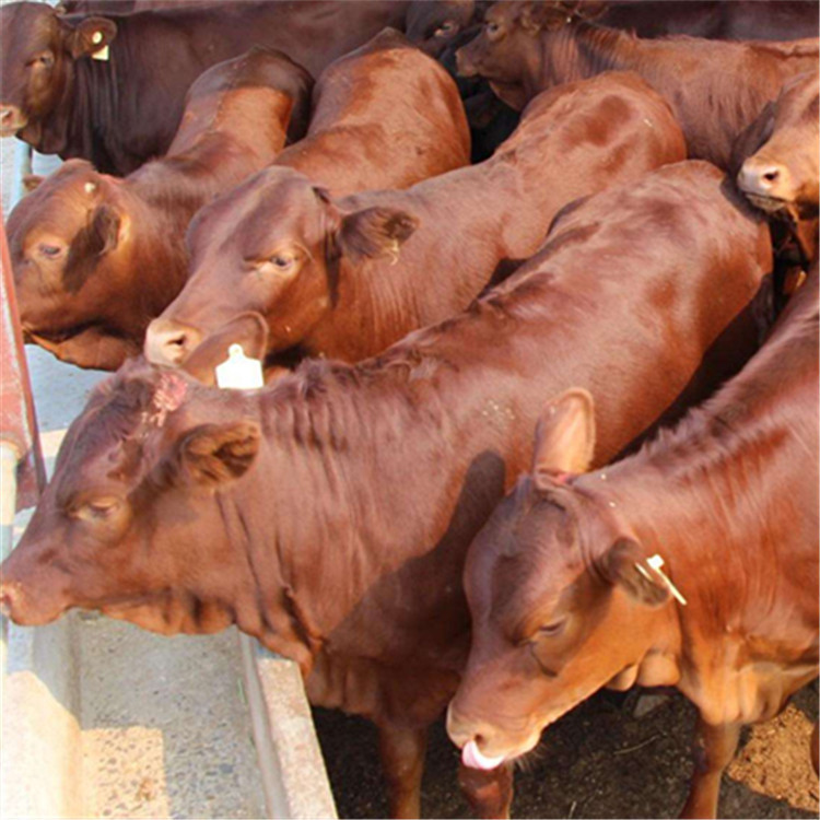 秦川牛牛犊现在的价格纯种肉牛价格-阿里巴巴