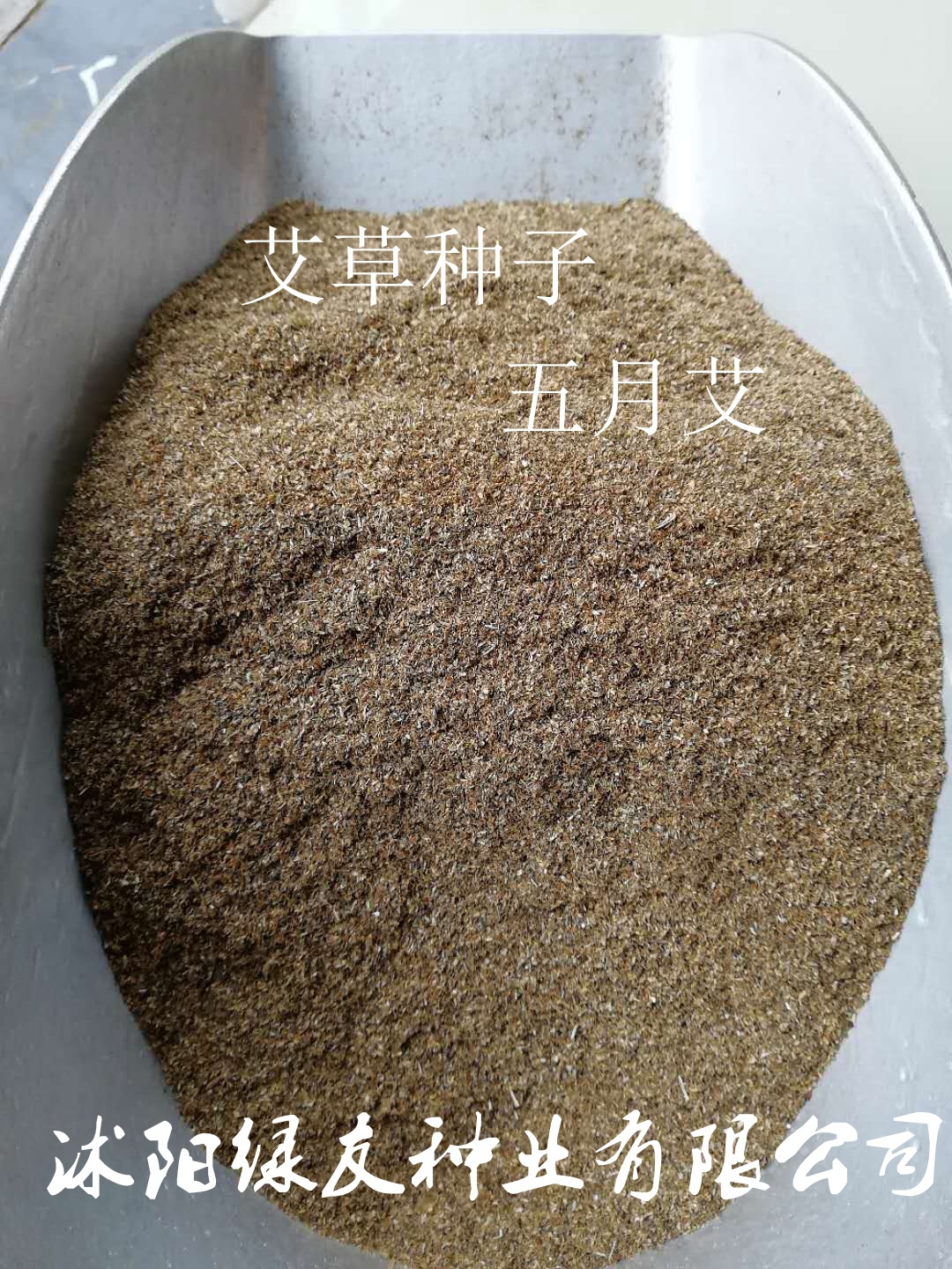 批发艾草新种子艾草五月艾大叶艾草江苏草籽公司