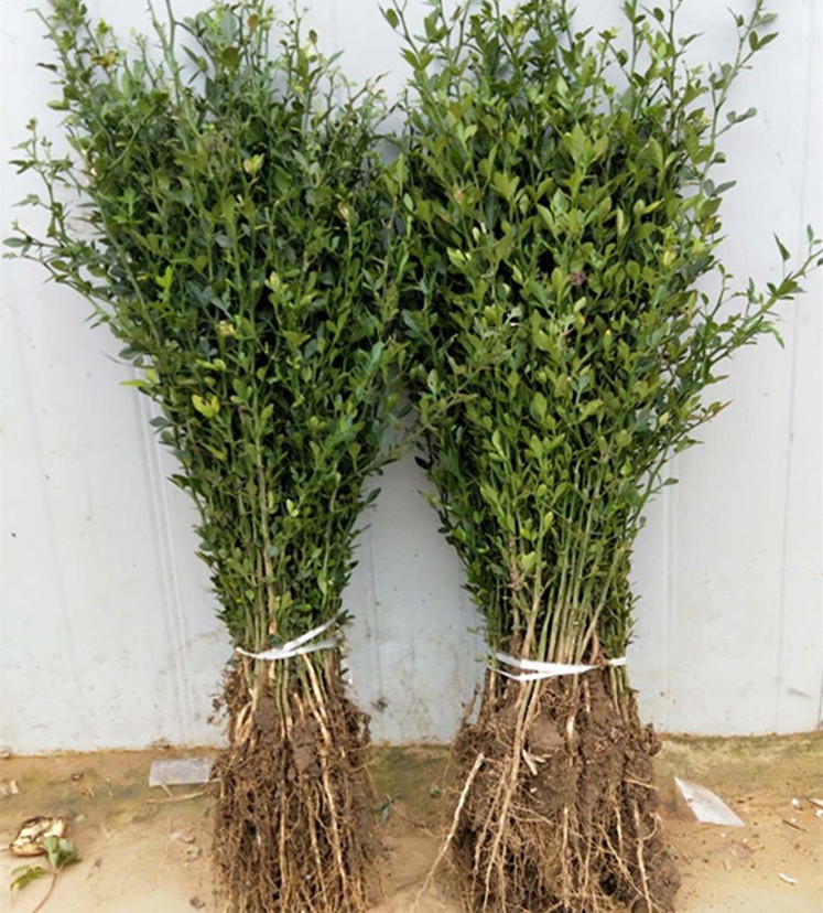 枸橘苗枳壳苗绿篱带刺树苗篱笆栅栏铁篱寨枳实苗嫁接砧木护院植物