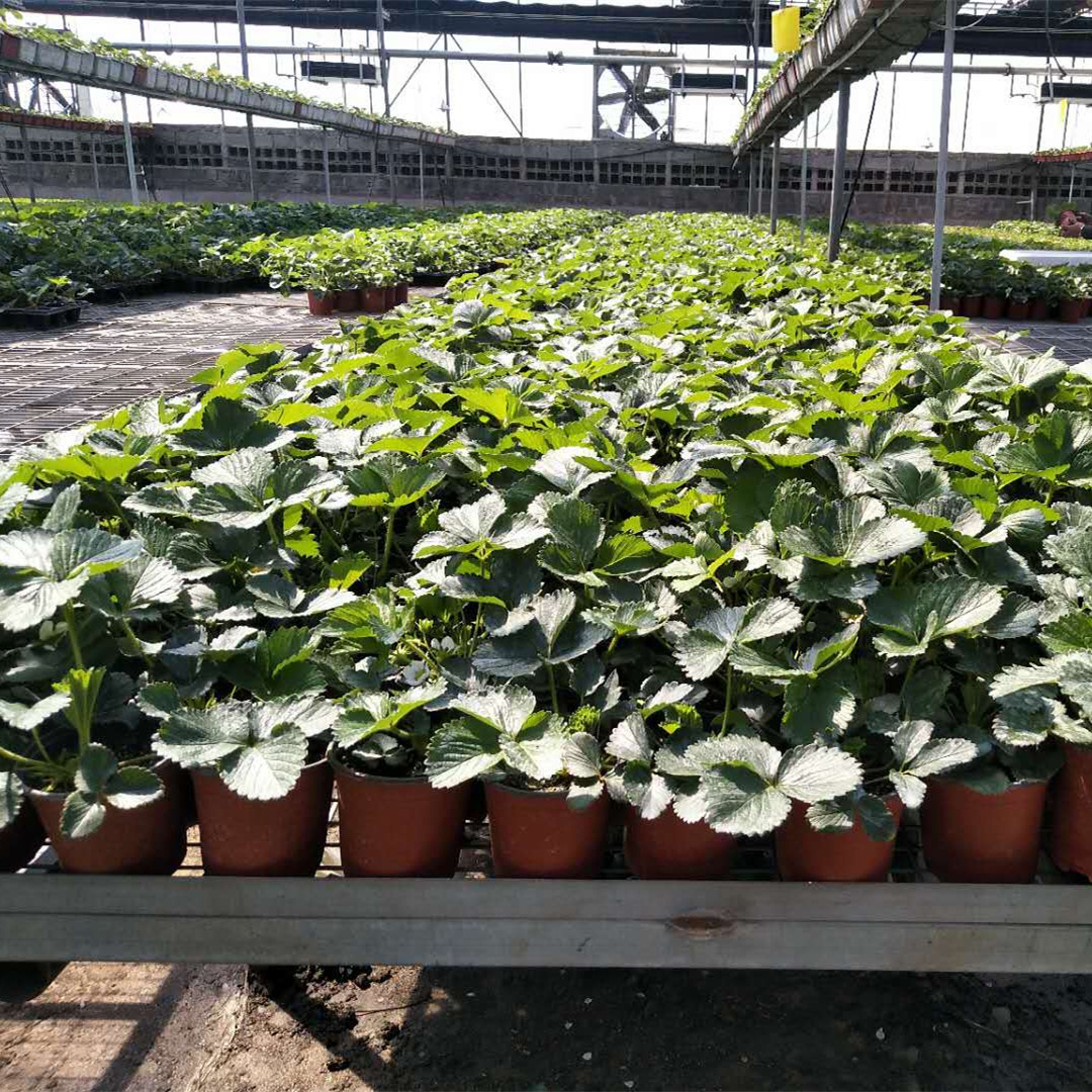 法兰地草莓苗果大味美基地直销品种多样地栽草莓苗量大优惠草莓苗