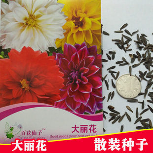 大丽花种子 花卉种子 散装 批发 花卉种子 盆栽 花种子易种易