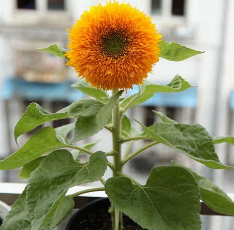 玩具熊向日葵种子 观赏食用向日葵种子 高产油葵 黑心向日葵种子