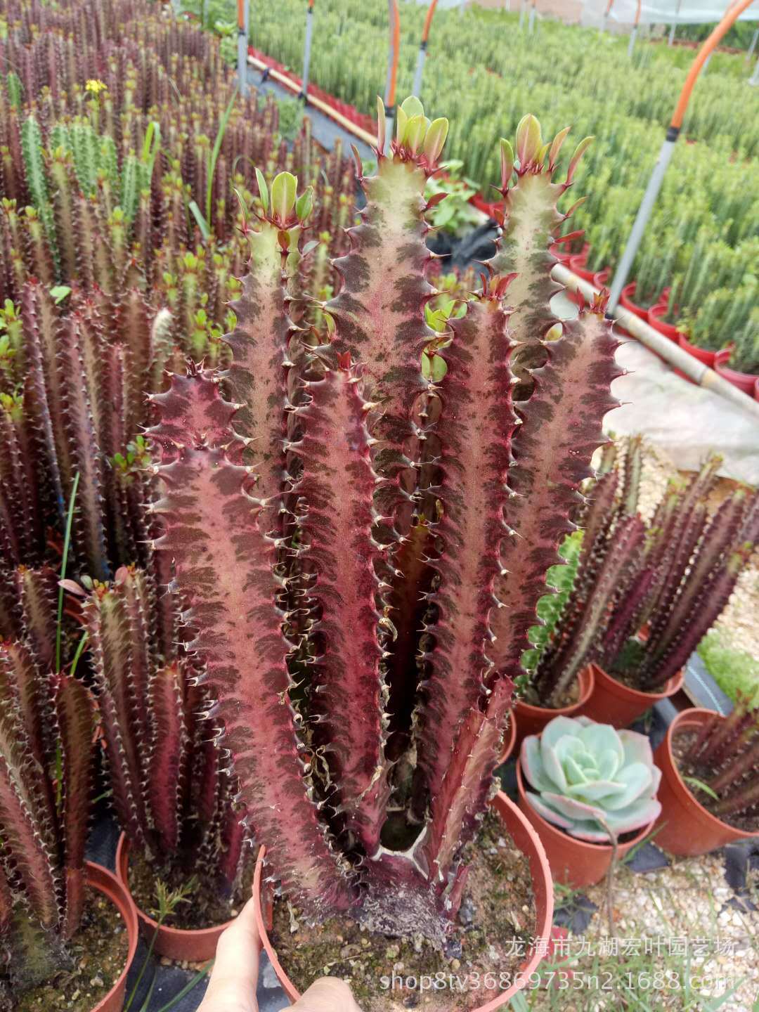 巴西龙骨红龙骨青龙骨大戟科仙人柱多肉植物仙人球沙生植物仙人掌