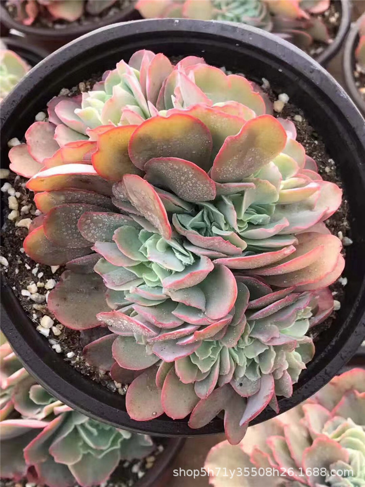 965多肉植物大棚批发红孔雀缀化盆14cm多肉品种状态实拍