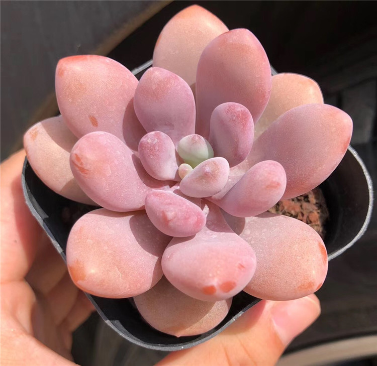090精品多肉组合大棚批发 状态粉兔老桩盆6.5cm多肉爆款品种限量