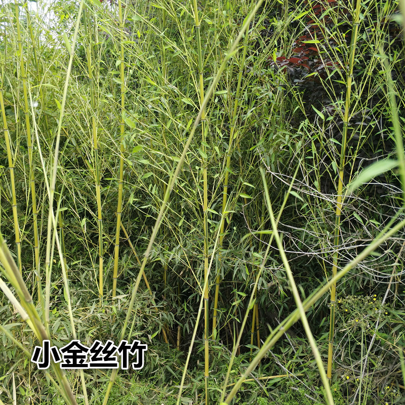 百竹园直销 苦竹 金镶玉紫青淡方竹 佛肚竹凤尾竹等 类植物绿化苗