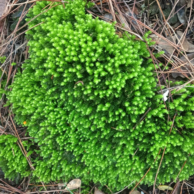 微景观苔藓批发 野生青苔庭院造景 背景植物墙 水陆缸假山苔藓