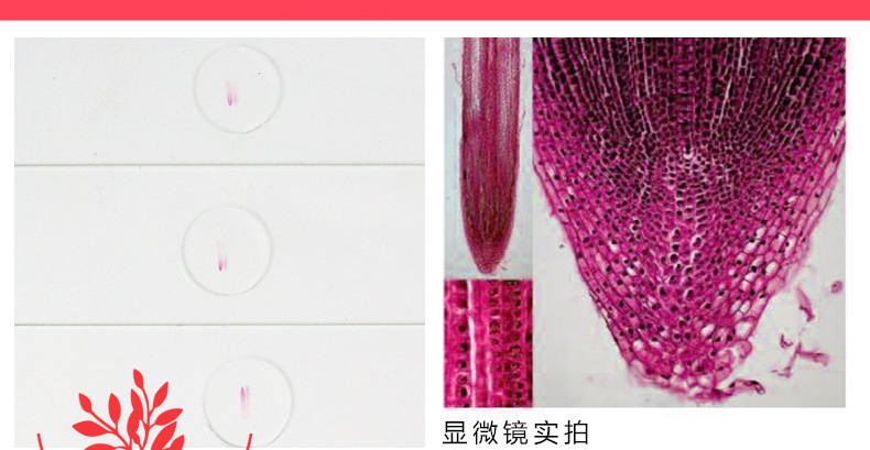 厂家直销生物教学实验用切片标本结构清晰染色鲜艳 玉米根尖纵切
