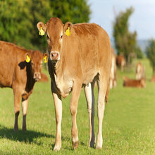 五 元杂交牛犊价格 改良肉牛养殖效益 纯种鲁西黄牛 肉牛犊价格