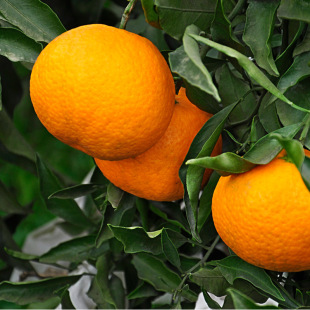 四川眉山东坡脐橙8斤中果新鲜橙子现摘现发当季水果批发一件代发