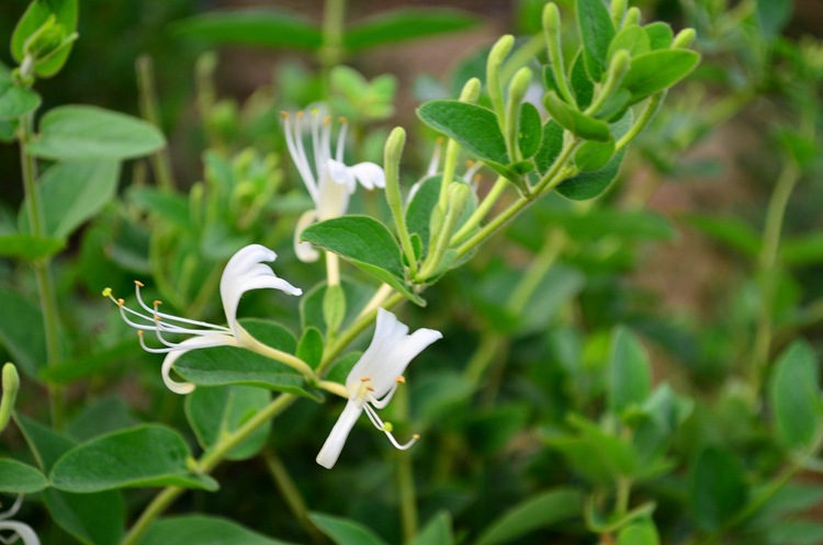 金银花苗盆栽爬藤植物阳台庭院室内四季树形金银花盆景树苗可食用