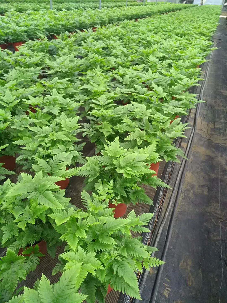 夏雪傅氏蕨_批发(120) 夏雪 傅氏蕨观赏耐阴好养 - 阿里巴巴