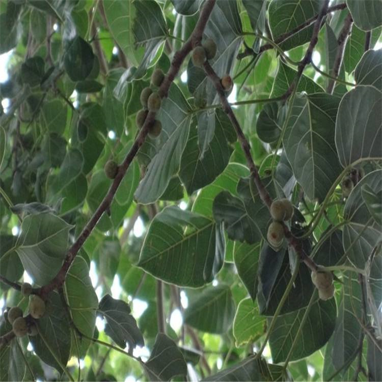 散装菩提种子 优质毕钵罗树 印度菩提树 佛树觉树道树 菩提子