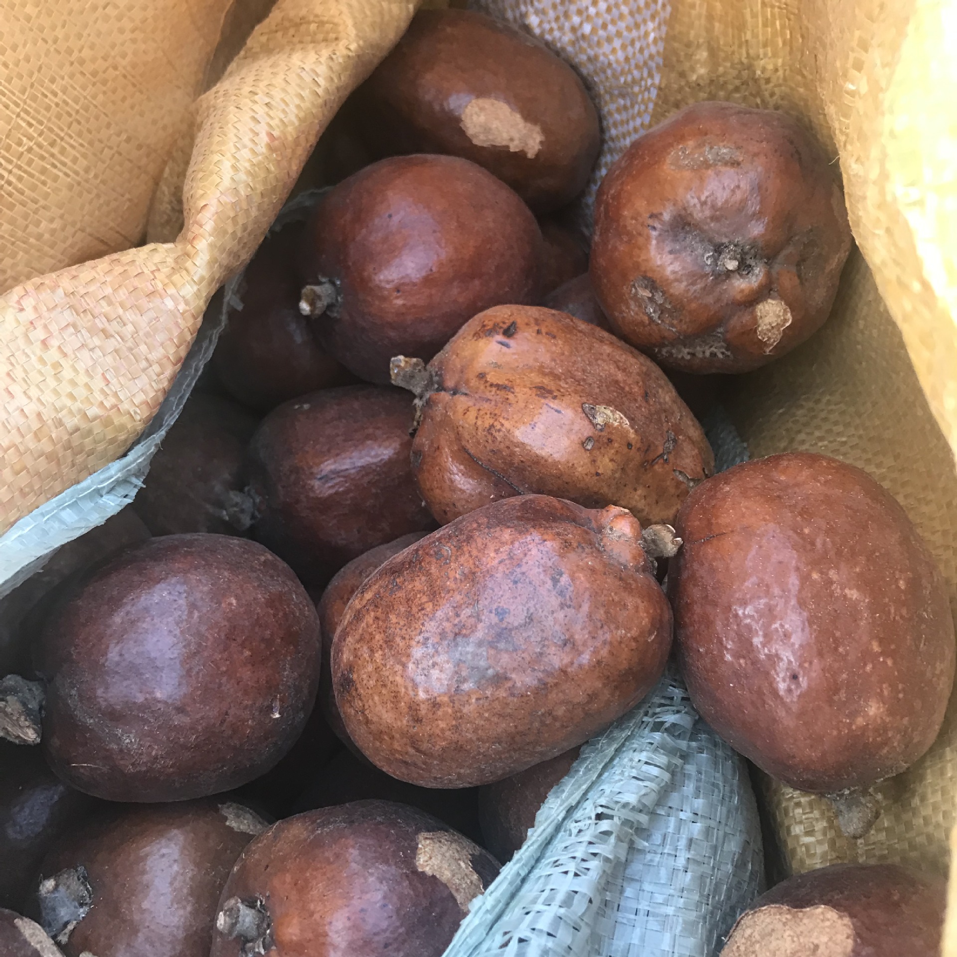 金灯菩提原籽 释迦菩提原料 红皮佛心果菩提 空心菩提老果论斤批