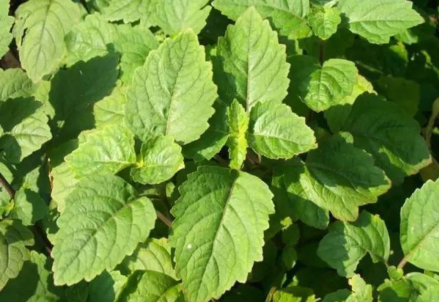 广藿香的功效与作用