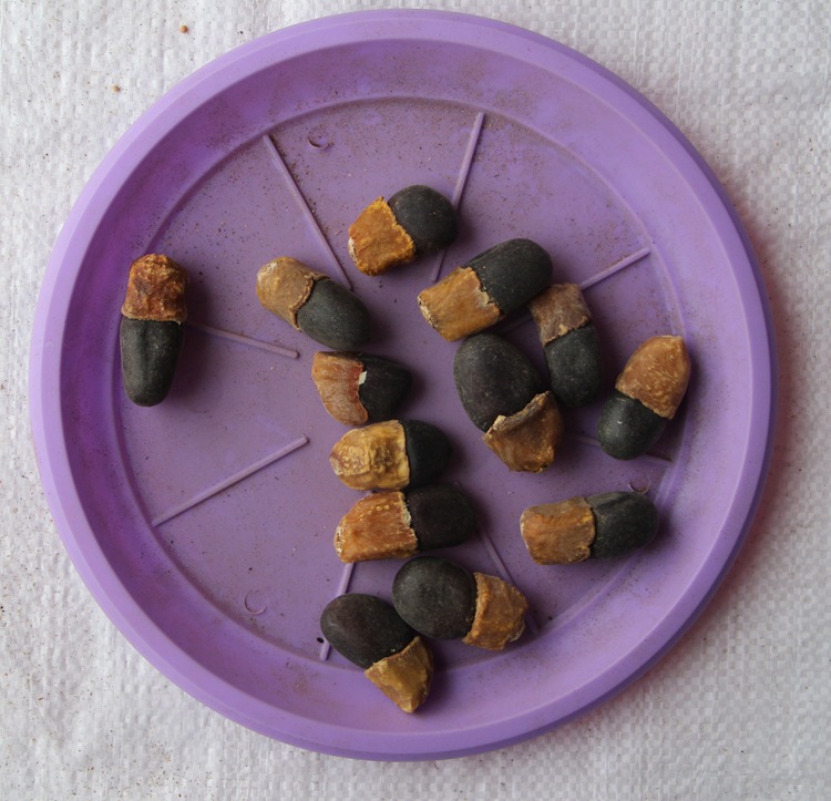 菩提种子 毕钵罗树 印度菩提树 佛树觉树道树 菩提树种子 易种植