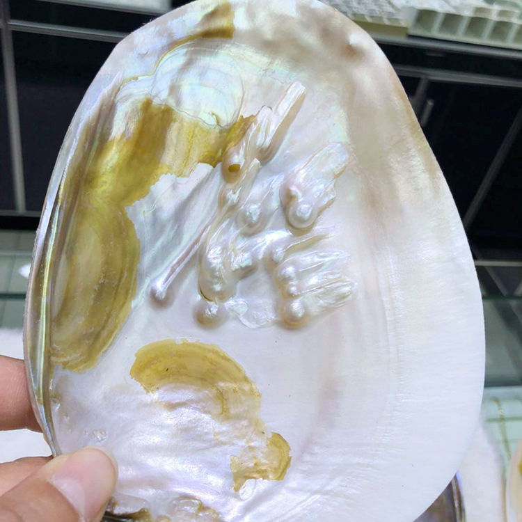 珍珠河蚌壳贝壳珍珠蚌壳抛光打磨饰品工艺品原料厂家直销地摊批发
