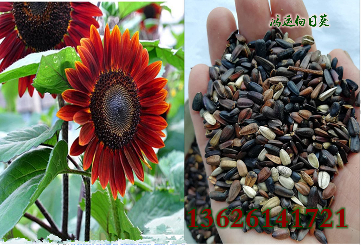 批发观赏向日葵种子玩具熊向日葵红花向日葵