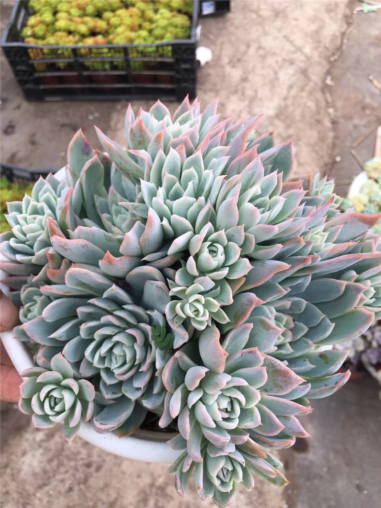 220大棚批发老桩多肉植物紫罗兰女王群多肉爆盆品种盆18cm裸根发