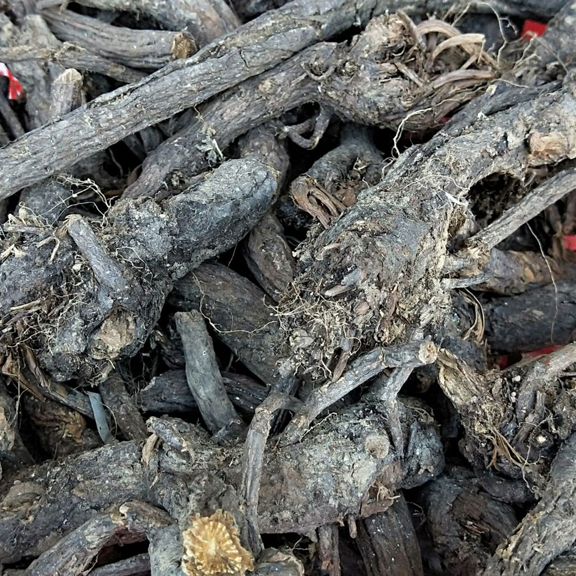 地榆 野生地榆 甘肃武都野生地榆 量大从优