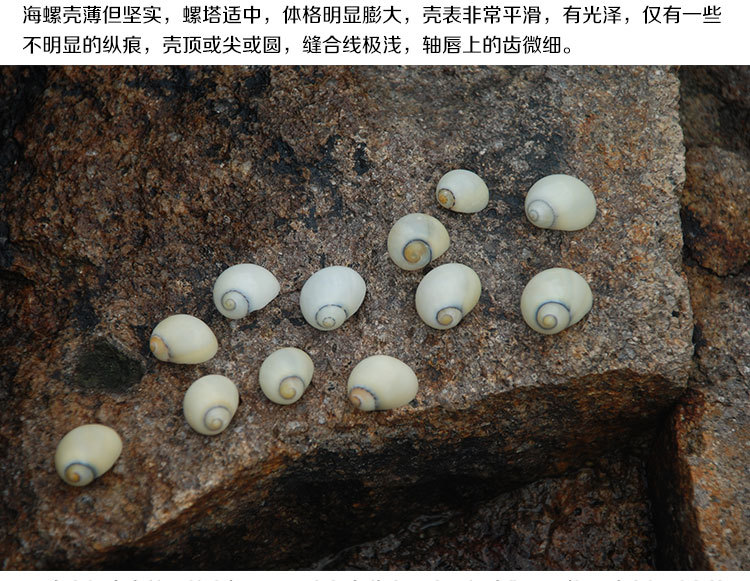 白延螺白色小海螺延螺工艺品饰品琥珀蜡烛配件 微景观diy家居水族