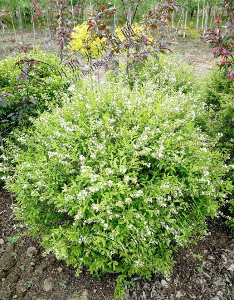 东北基地批发 喷雪花 雪柳 珍珠绣线菊 播种苗 绿篱苗 雪柳小苗